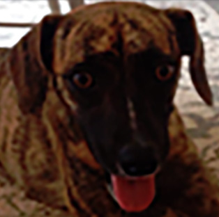 Pepper
